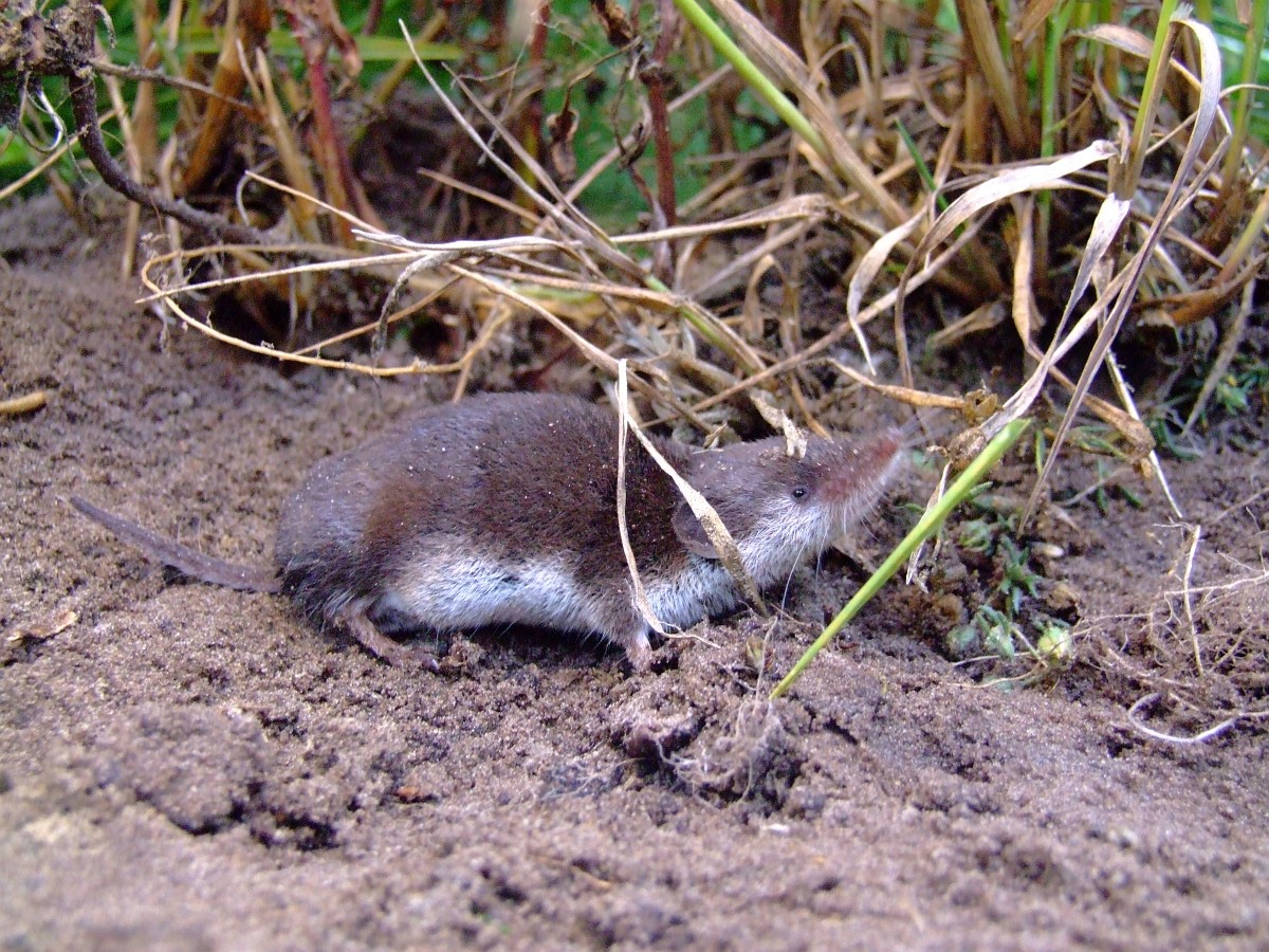crocidura JungleKey.fr Image